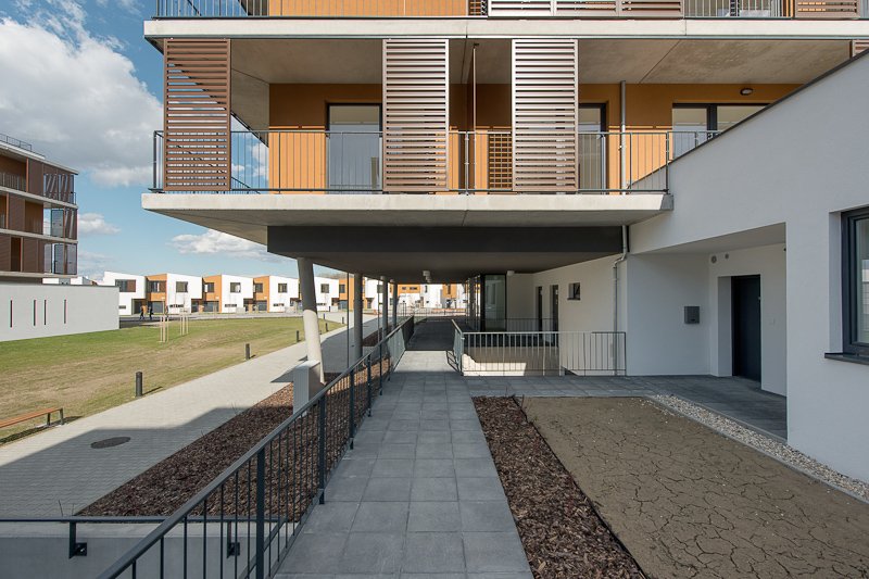 Slnečnice C1