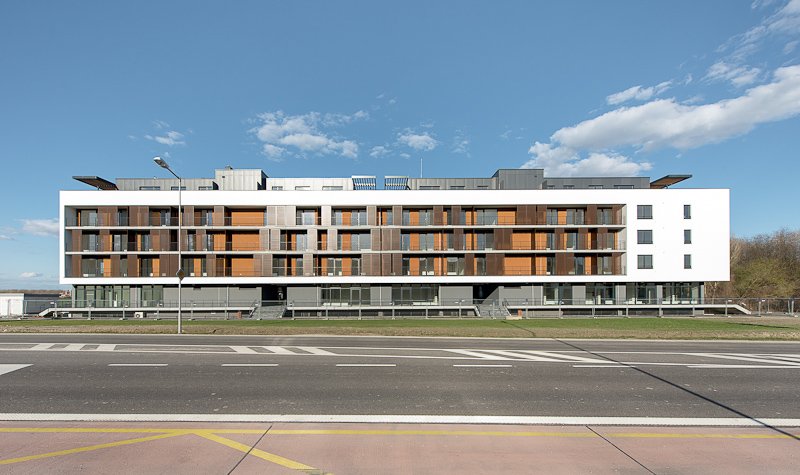 Slnečnice C1