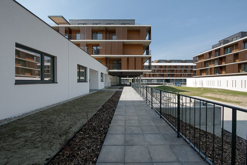 Slnečnice C1