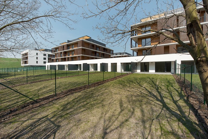 Slnečnice C1