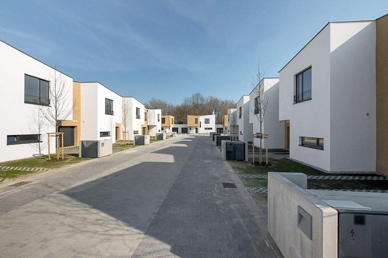 Slnečnice C1